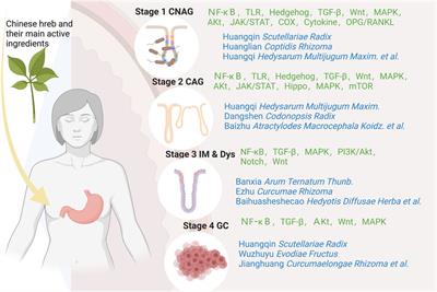 Research on the signaling pathway and the related mechanism of traditional Chinese medicine intervention in chronic gastritis of the “inflammation-cancer transformation”